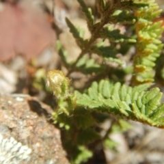 Cheilanthes distans at Stromlo, ACT - 2 Jan 2017