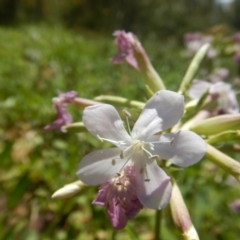 Saponaria officinalis (Soapwort, Bouncing Bet) at Stromlo, ACT - 2 Jan 2017 by MichaelMulvaney