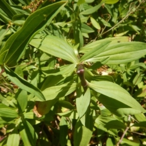 Saponaria officinalis at Stromlo, ACT - 2 Jan 2017