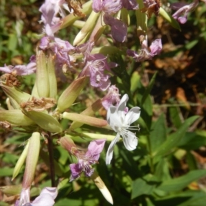 Saponaria officinalis at Stromlo, ACT - 2 Jan 2017