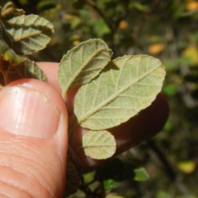 Pomaderris betulina subsp. betulina (Birch Pomaderris) at Stony Creek - 2 Jan 2017 by MichaelMulvaney