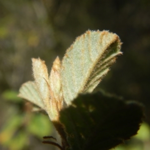 Pomaderris betulina subsp. betulina at Stromlo, ACT - 2 Jan 2017