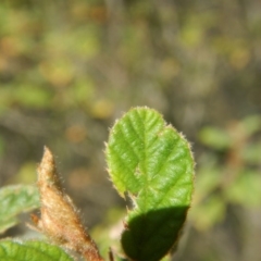 Pomaderris betulina subsp. betulina at Stromlo, ACT - 2 Jan 2017