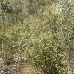 Pomaderris betulina subsp. betulina at Stromlo, ACT - 2 Jan 2017