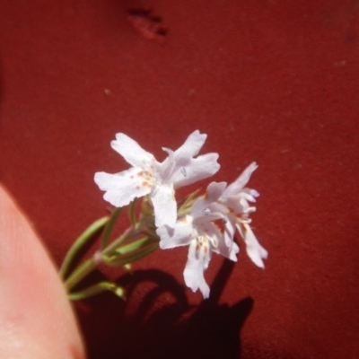 Westringia eremicola (Slender Western Rosemary) at Stony Creek - 1 Jan 2017 by MichaelMulvaney