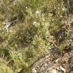 Westringia eremicola at Stromlo, ACT - 2 Jan 2017