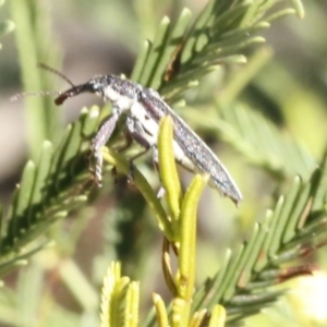 Rhinotia suturalis at O'Connor, ACT - 31 Dec 2016 05:25 PM