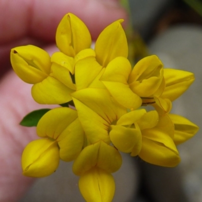 Lotus uliginosus (Birds-foot Trefoil) at Brogo, NSW - 20 Dec 2016 by CCPK