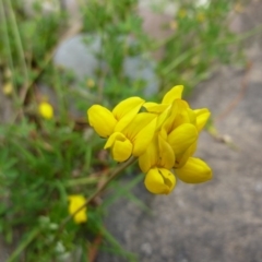 Lotus uliginosus at Brogo, NSW - 20 Dec 2016