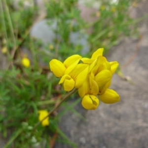 Lotus uliginosus at Brogo, NSW - 20 Dec 2016