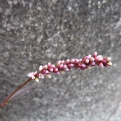 Persicaria decipiens (Slender Knotweed) at Brogo, NSW - 19 Dec 2016 by CCPK