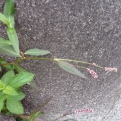 Persicaria decipiens at Brogo, NSW - 20 Dec 2016 12:00 AM