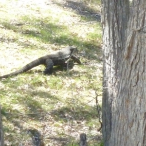 Varanus varius at Brogo, NSW - 18 Dec 2016