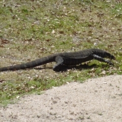 Varanus varius at Brogo, NSW - 18 Dec 2016