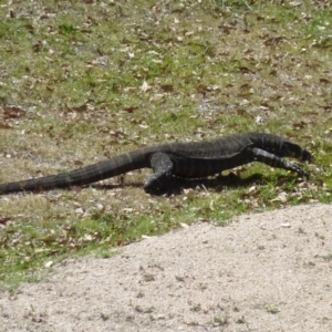 Varanus varius at Brogo, NSW - 18 Dec 2016