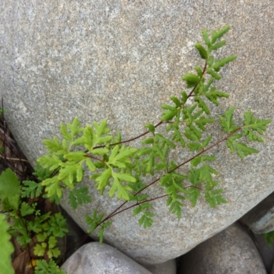 Cheilanthes sieberi subsp. sieberi (Narrow Rock Fern) at Brogo, NSW - 19 Dec 2016 by CCPK