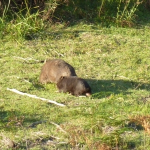 Vombatus ursinus at Brogo, NSW - 20 Dec 2016