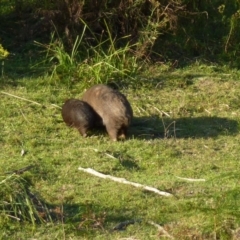 Vombatus ursinus at Brogo, NSW - 20 Dec 2016