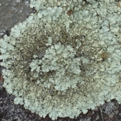 Parmotrema sp. (genus) (Parmotrema Lichen) at Brogo, NSW - 20 Dec 2016 by CCPK