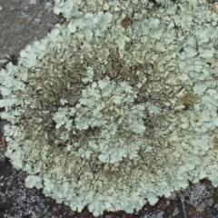 Parmotrema sp. (Parmotrema Lichen) at Brogo, NSW - 19 Dec 2016 by CCPK