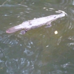 Ornithorhynchus anatinus (Platypus) at Brogo, NSW - 29 Dec 2016 by CCPK