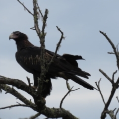 Aquila audax (Wedge-tailed Eagle) at Brogo, NSW - 28 Dec 2016 by CCPK
