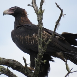 Aquila audax at Brogo, NSW - 28 Dec 2016