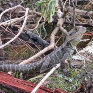 Intellagama lesueurii howittii at Brogo, NSW - 30 Dec 2016