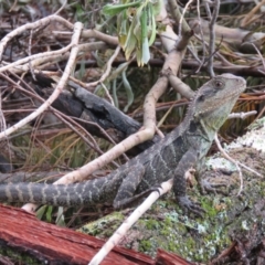 Intellagama lesueurii howittii (Gippsland Water Dragon) at Brogo, NSW - 29 Dec 2016 by CCPK