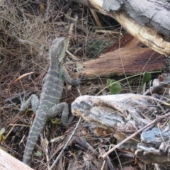 Intellagama lesueurii howittii at Brogo, NSW - 30 Dec 2016