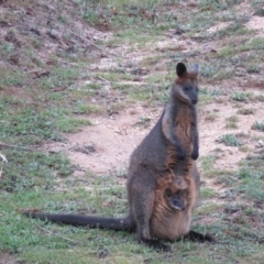 Wallabia bicolor (Swamp Wallaby) at Brogo, NSW - 31 Dec 2016 by CCPK