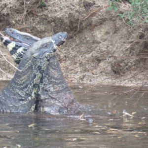 Varanus varius at Brogo, NSW - suppressed