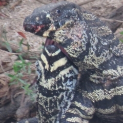 Varanus varius at Brogo, NSW - suppressed