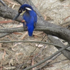 Ceyx azureus (Azure Kingfisher) at Brogo, NSW - 19 Dec 2015 by CCPK