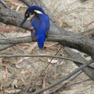 Ceyx azureus at Brogo, NSW - 19 Dec 2015