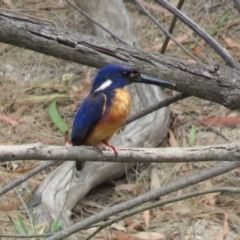 Ceyx azureus at Brogo, NSW - 19 Dec 2015