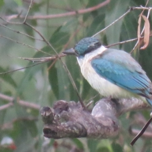 Todiramphus sanctus at Brogo, NSW - 21 Dec 2015 11:09 AM