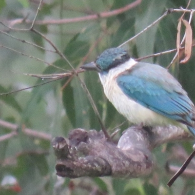 Todiramphus sanctus (Sacred Kingfisher) at Brogo, NSW - 21 Dec 2015 by CCPK