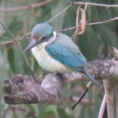 Todiramphus sanctus at Brogo, NSW - 21 Dec 2015