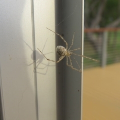 Cryptachaea gigantipes (White porch spider) at Brogo, NSW - 19 Dec 2015 by CCPK