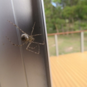 Cryptachaea gigantipes at Brogo, NSW - 19 Dec 2015 07:02 PM