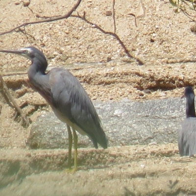 Egretta novaehollandiae (White-faced Heron) at Brogo, NSW - 18 Jan 2016 by CCPK