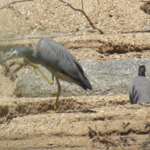 Egretta novaehollandiae at Brogo, NSW - 18 Jan 2016