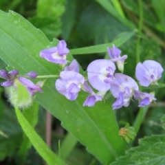 Glycine clandestina (Twining Glycine) at Brogo, NSW - 19 Jan 2016 by CCPK