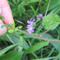 Glycine clandestina at Brogo, NSW - 19 Jan 2016 12:00 AM