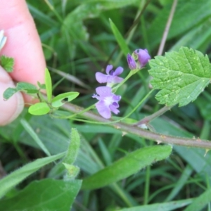 Glycine clandestina at Brogo, NSW - 19 Jan 2016