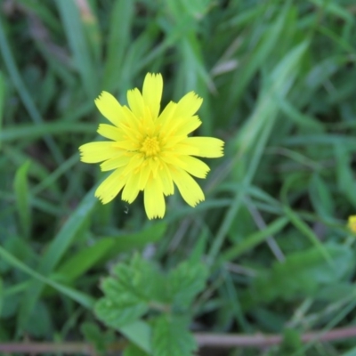 Unidentified at Brogo, NSW - 18 Jan 2016 by CCPK