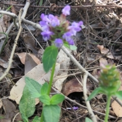 Prunella vulgaris (Self-heal, Heal All) at Brogo, NSW - 19 Jan 2016 by CCPK