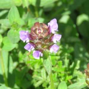 Prunella vulgaris at Brogo, NSW - 19 Jan 2016