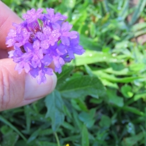 Verbena rigida at Brogo, NSW - 19 Jan 2016